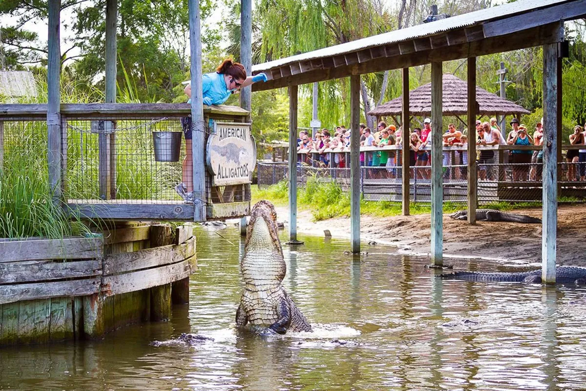 The image showcases an outdoor alligator feeding demonstration, with a woman interacting with the alligator as a crowd watches. The scene is energetic and engaging, reflecting adventure and local attraction experiences.